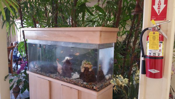 Bonita Guest Home LLC fish tank.jpg