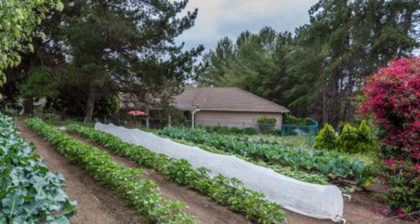 Poway Gardens Senior Living - The Farm House Vegetable Garden.JPG