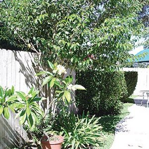 Allen's Palm Cove Residence Care 5 - patio.jpg