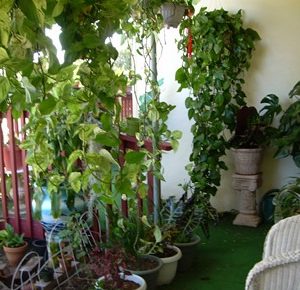 Casa Del Cielo 6 - garden.jpg