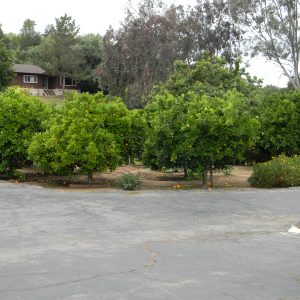 Citrus Garden Residential Care orange grove.jpg