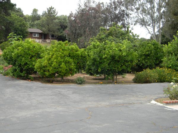 Citrus Garden Residential Care orange grove.jpg