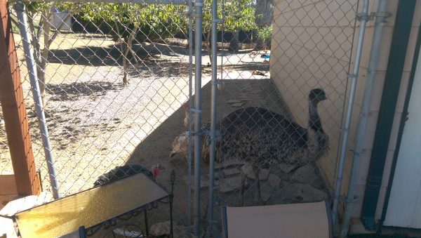 Forest View Guest Home 5 - Emu and Turkeys.jpg