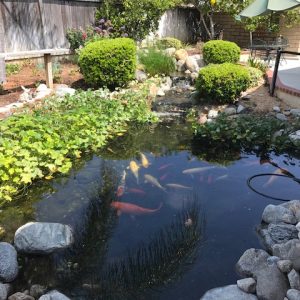 Freedom Springs Manor 6 - koi pond.JPG