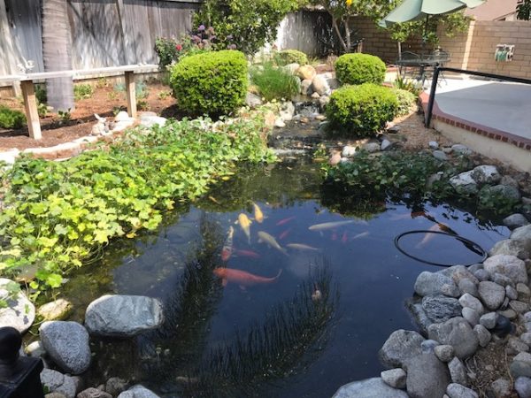 Freedom Springs Manor 6 - koi pond.JPG