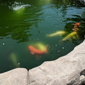 Good Hands Loving Care - Yorba Linda koi pond.jpg