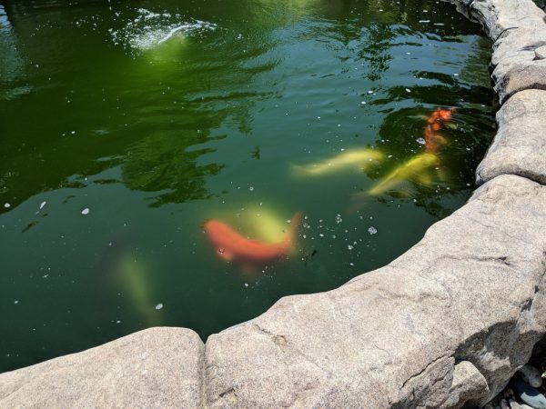 Good Hands Loving Care - Yorba Linda koi pond.jpg