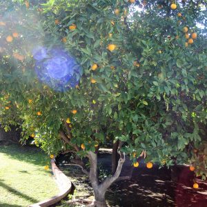 JC Cottages - Hollydale orange tree.JPG