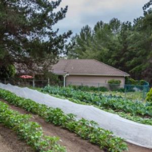 Poway Gardens Senior Living - Mountain Vistas Vegetable Garden.JPG