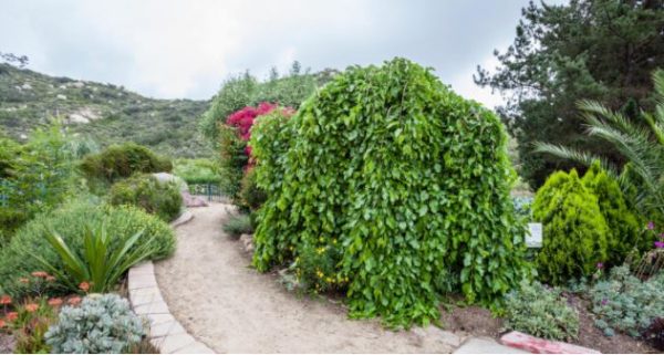 Poway Gardens Senior Living - Mountain Vistas Walking path 3.JPG