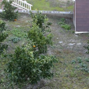 Tessie's Place II orange trees.JPG