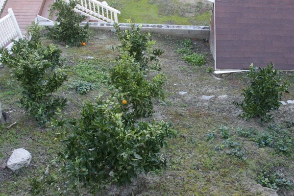 Tessie's Place II orange trees.JPG