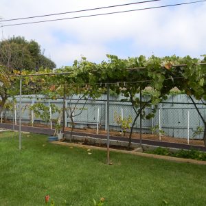 Woodland Borden Care vineyard.JPG