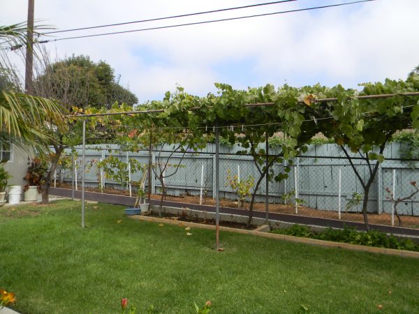 Woodland Borden Care vineyard.JPG