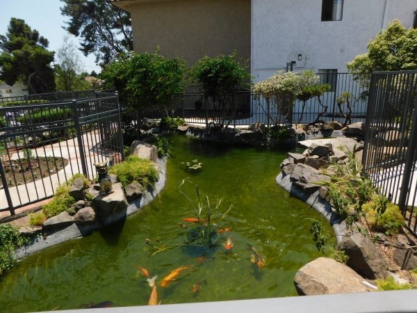 the-montera-koi-pond.jpg